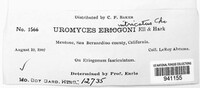 Uromyces intricatus image
